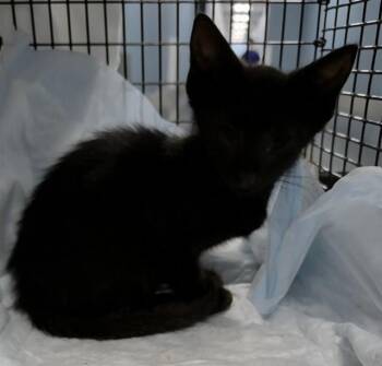 EVEE -  Domestic Short Hair Cat for Adoption in Fort Lauderdale, Florida - EVEE | PetCurious
