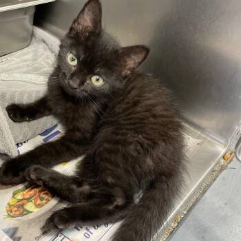Cotton -  Domestic Short Hair Cat for Adoption in Roanoke, Virginia - Cotton | PetCurious
