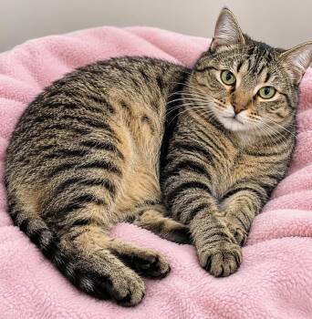 Sissy -  Domestic Short Hair and Tabby Cat for Adoption in Myrtle Beach, South Carolina - Sissy | PetCurious