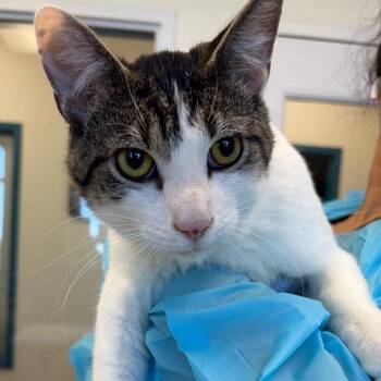 Domestic Short Hair Cats Available for Adoption in Nashville, Tennessee - Sawyer | PetCurious