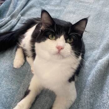 Domestic Long Hair Cats Available for Adoption - Rio | PetCurious