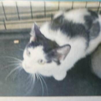 Dana -  Domestic Short Hair Cat for Adoption in Bentonville, Arkansas - Dana | PetCurious