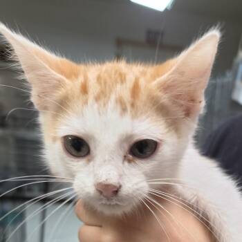 Luke -  Domestic Short Hair Cat for Adoption in Leander, Texas - Luke | PetCurious