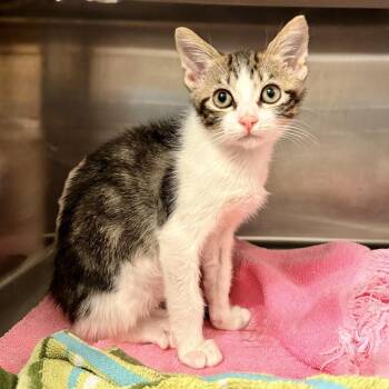 Domestic Short Hair Cats Available for Adoption in Palm Springs, California - Donut | PetCurious