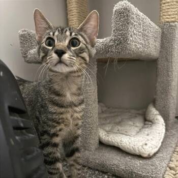 Wasabi -  Domestic Short Hair Cat for Adoption in Evansville, Indiana - Wasabi | PetCurious