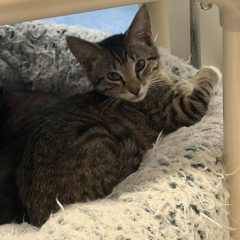 Whispy -  Domestic Short Hair Cat for Adoption in Charleston, South Carolina - Whispy | PetCurious