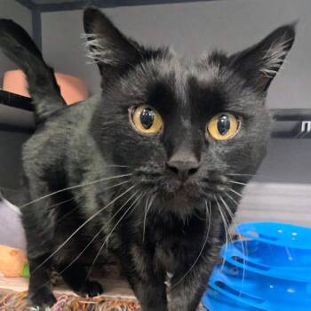 Totoro -  Domestic Long Hair Cat for Adoption in Sheridan, Wyoming - Totoro | PetCurious