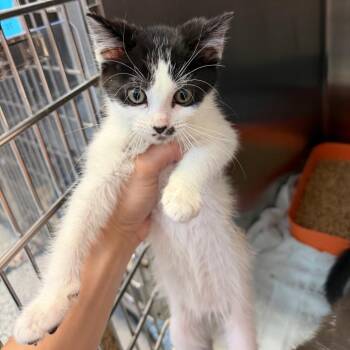 Anastasia -  Domestic Medium Hair Cat for Adoption in Port Charlotte, Florida - Anastasia | PetCurious
