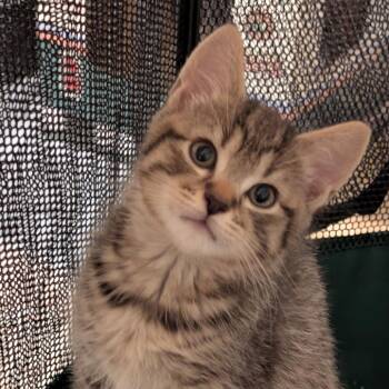 Jack -  Domestic Short Hair Cat for Adoption in Reisterstown, Maryland - Jack | PetCurious
