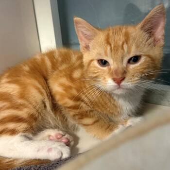 Highlighter -  Domestic Short Hair Cat for Adoption in East Hanover, New Jersey - Highlighter | PetCurious