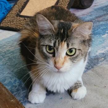 Shiitake -  Domestic Medium Hair Cat for Adoption in Portland, Oregon - Shiitake | PetCurious
