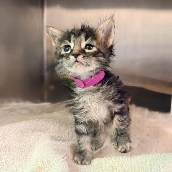 Draculaura -  Domestic Short Hair Cat for Adoption in Palm Springs, California - Draculaura | PetCurious