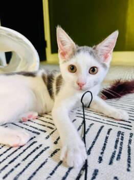 Otter -  Domestic Short Hair Cat for Adoption in Belchertown, Massachusetts - Otter | PetCurious
