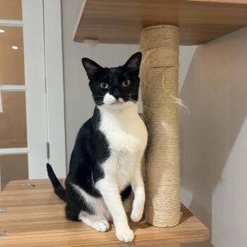 Moo Moo -  Domestic Short Hair Cat for Adoption in Nashville, Tennessee - Moo Moo | PetCurious