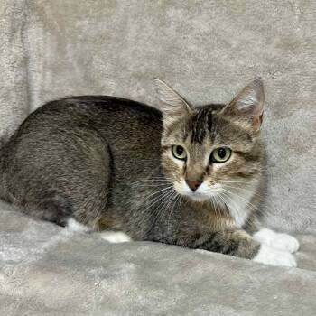 Rescue Domestic Short Hair Cats for Adoption in Waterloo, Iowa - Norma | PetCurious