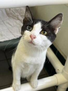 Chanel -  Domestic Short Hair Cat for Adoption in Honolulu, Hawaii - Chanel | PetCurious