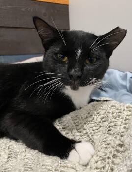 Rescue Domestic Short Hair Cats for Adoption in Port Washington, Wisconsin - Will | PetCurious