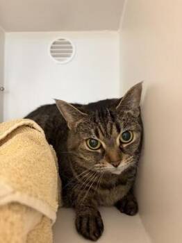 Domestic Short Hair Cats Available for Adoption in Fairfax, Virginia - Princess Star | PetCurious