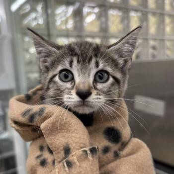Vidia -  Domestic Short Hair Cat for Adoption in West Palm Beach, Florida - Vidia | PetCurious