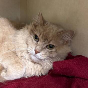 KYA -  Domestic Long Hair Cat for Adoption in Battle Creek, Michigan - KYA | PetCurious