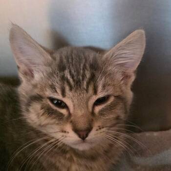 Shitake -  Domestic Short Hair Cat for Adoption in Buellton, California - Shitake | PetCurious