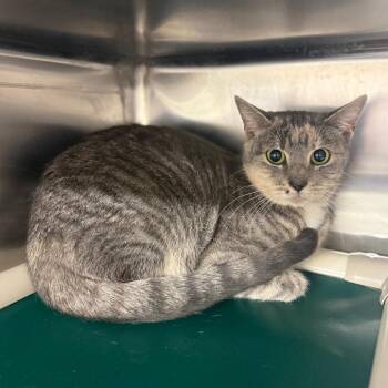 Domestic Short Hair Cats Available for Adoption - Rudra | PetCurious