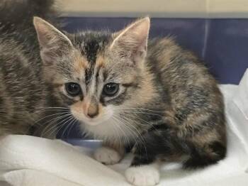 Domestic Short Hair Cats Available for Adoption in Fort Lauderdale, Florida - CRISSY | PetCurious