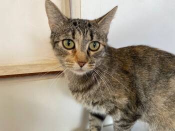 Rescue Domestic Short Hair Cats for Adoption in Grand Junction, Colorado - Poppy Seed | PetCurious