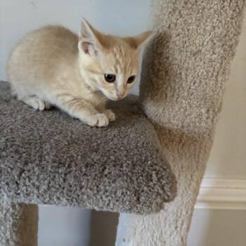Snapper -  Tabby and Domestic Short Hair Cat for Adoption in Knoxville, Tennessee - Snapper | PetCurious