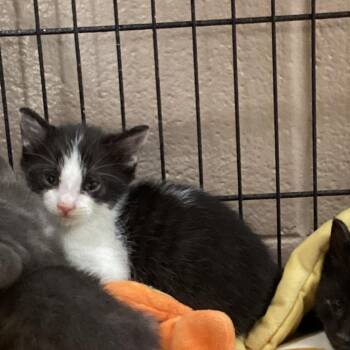 Domestic Short Hair Cats Available for Adoption in Montgomery, Alabama - Apollo | PetCurious
