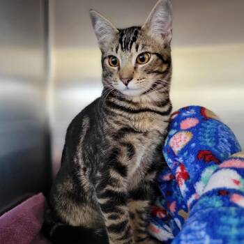Rescue Domestic Short Hair Cats for Adoption in Ellensburg, Washington - Clooney | PetCurious