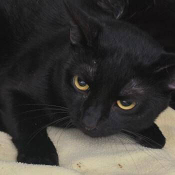 Luci -  Domestic Short Hair Cat for Adoption in Grand Rapids, Michigan - Luci | PetCurious