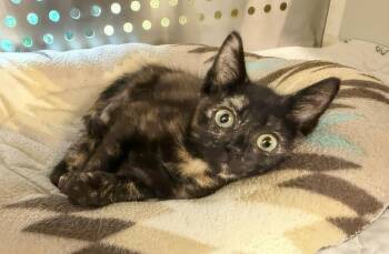 Asia -  Domestic Short Hair Cat for Adoption in Nashville, Tennessee - Asia | PetCurious