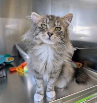 Bronwyn -  Domestic Long Hair Cat for Adoption in Sechelt, British Columbia - Bronwyn | PetCurious