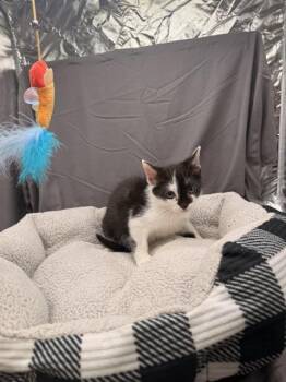 BLOSSOM -  Domestic Short Hair Cat for Adoption in Grovetown, Georgia - BLOSSOM | PetCurious