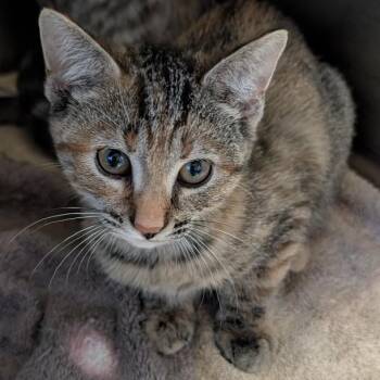 Parsnip -  Domestic Short Hair Cat for Adoption in Reisterstown, Maryland - Parsnip | PetCurious