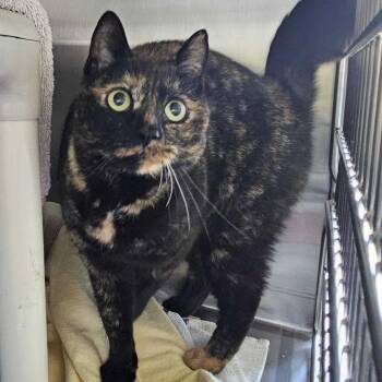 Timber -  Domestic Short Hair Cat for Adoption in Dover, New Hampshire - Timber | PetCurious