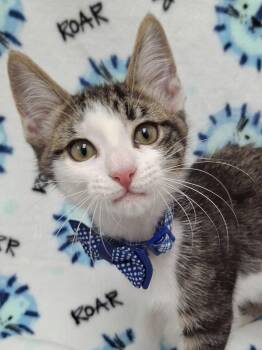 Peter Pan -  Domestic Short Hair and Ragdoll Cat for Adoption in Yorba Linda, California - Peter Pan | PetCurious