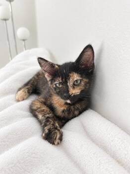 Scout -  Domestic Short Hair Cat for Adoption in Los Angeles, California - Scout | PetCurious