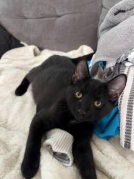 Ozzy -  Domestic Short Hair Cat for Adoption in Cambridge, Ontario - Ozzy | PetCurious