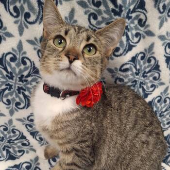 Domestic Short Hair and Tabby Cats Available for Adoption in Yorba Linda, California - Kira | PetCurious