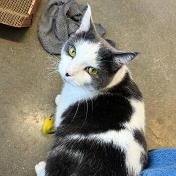 Marshall -  Domestic Short Hair Cat for Adoption in Fort Wayne, Indiana - Marshall | PetCurious