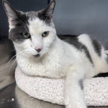 Hugo -  Domestic Short Hair Cat for Adoption in Casa Grande, Arizona - Hugo | PetCurious