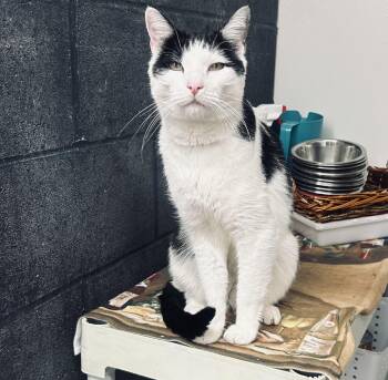 Rescue Domestic Short Hair Cats for Adoption in Plymouth, Connecticut - Venom | PetCurious