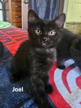 Joel -  Domestic Short Hair Cat for Adoption in Chicopee, Massachusetts - Joel | PetCurious