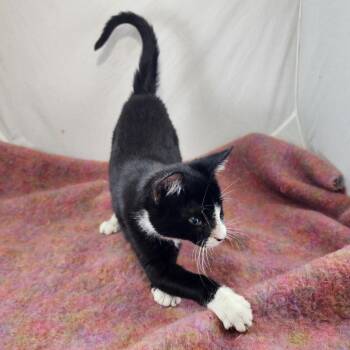 Spike and Junior: Courtesy Post -  Domestic Short Hair Cat Available for Adoption in New York, New York - Spike And Junior: Courtesy Post | PetCurious