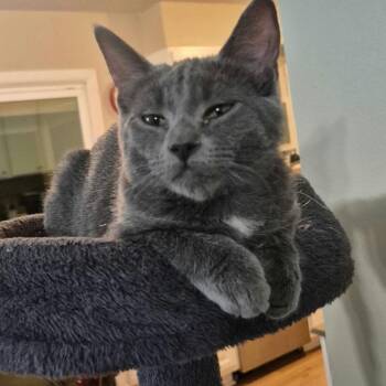 Cindy -  Domestic Short Hair Cat for Adoption in Warr Acres, Oklahoma - Cindy | PetCurious