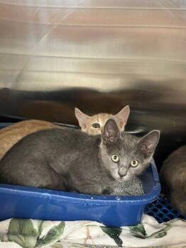 Faith -  Domestic Short Hair Cat Available for Adoption in Jackson, Louisiana - Faith | PetCurious