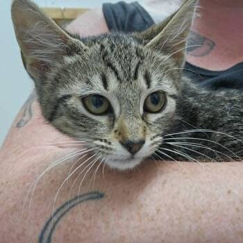 Clover -  Domestic Short Hair Cat for Adoption in Candler, North Carolina - Clover | PetCurious