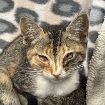 Oogie -  Domestic Short Hair Cat for Adoption in Goleta, California - Oogie | PetCurious